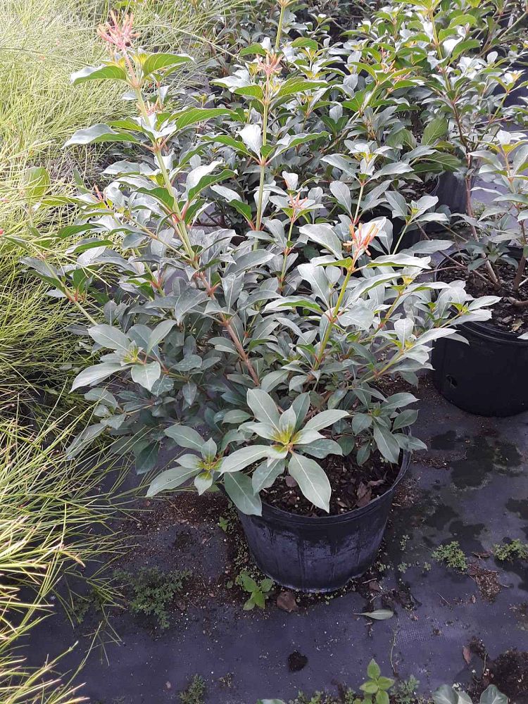 hamelia-nodosa-african-firebush-dwarf-firebush