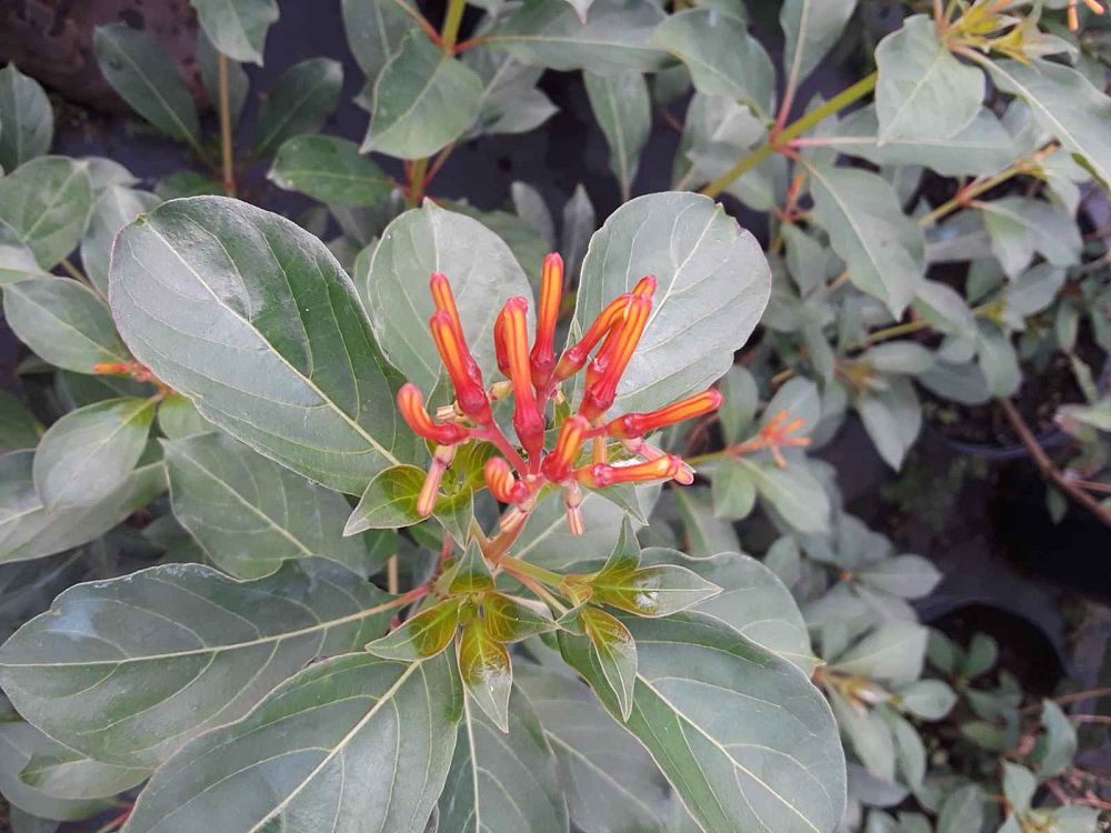 hamelia-nodosa-african-firebush-dwarf-firebush