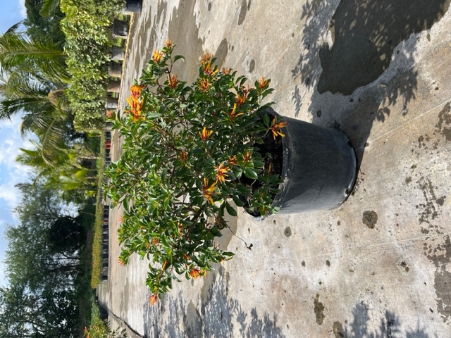 hamelia-nodosa-african-firebush-dwarf-firebush