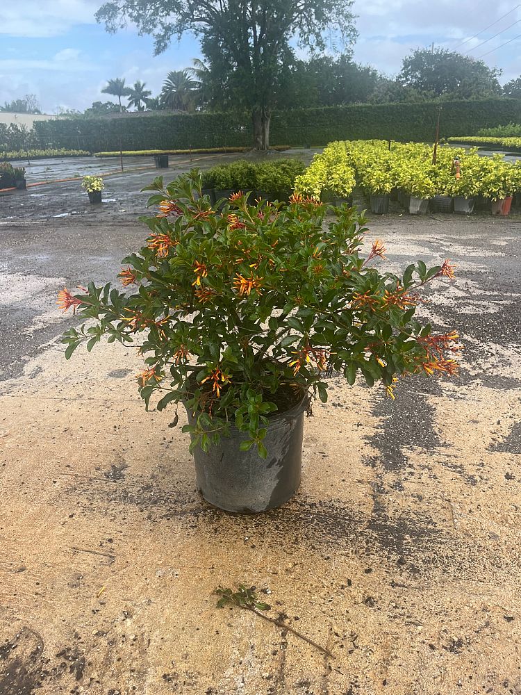 hamelia-nodosa-african-firebush-dwarf-firebush