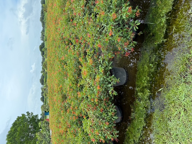 hamelia-nodosa-african-firebush-dwarf-firebush