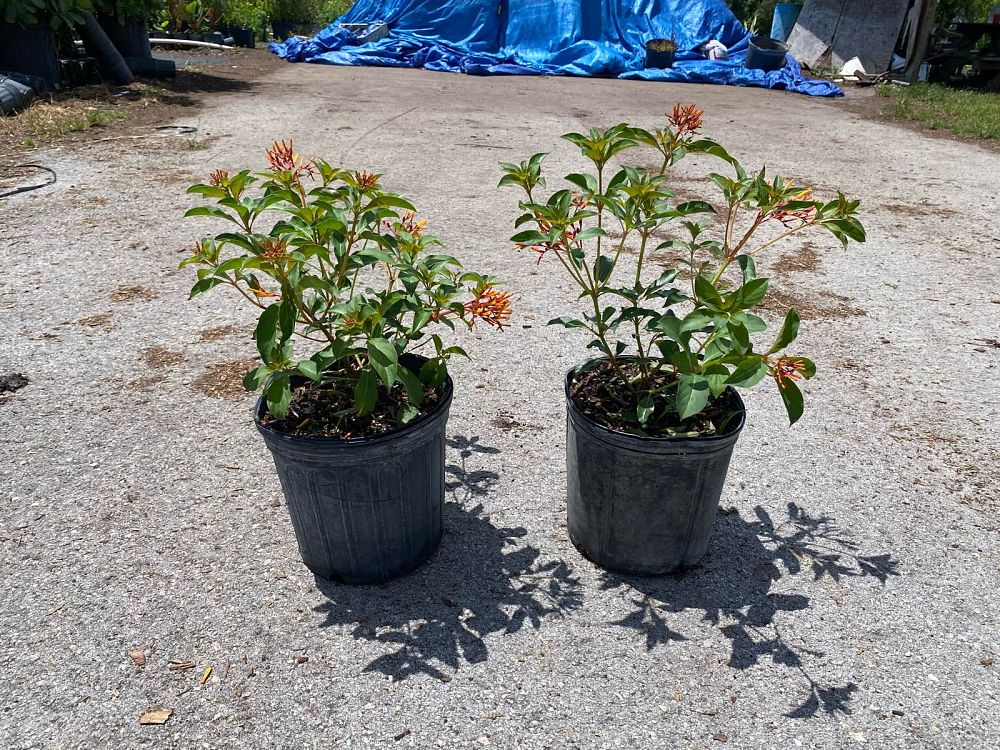 hamelia-nodosa-african-firebush-dwarf-firebush