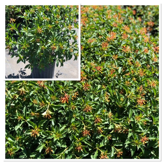 hamelia-nodosa-african-firebush-dwarf-firebush