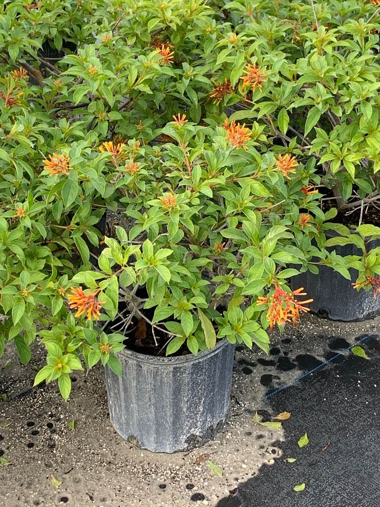 hamelia-nodosa-african-firebush-dwarf-firebush
