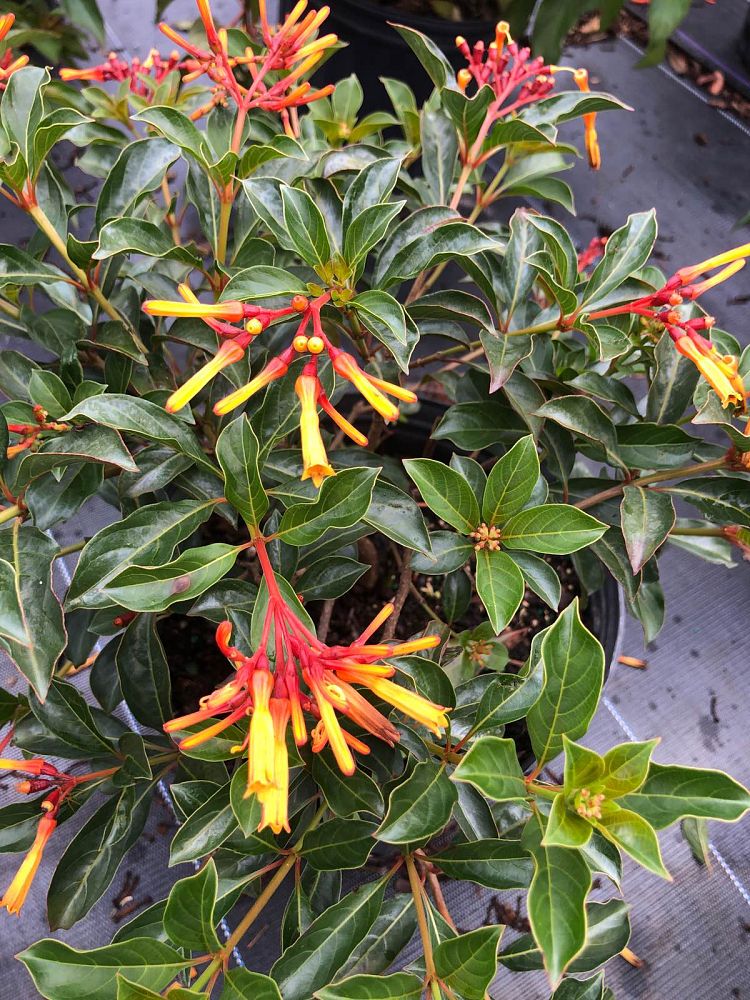hamelia-nodosa-african-firebush-dwarf-firebush
