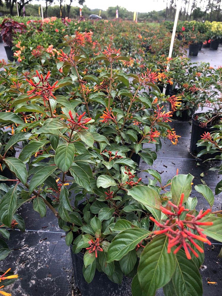 hamelia-nodosa-african-firebush-dwarf-firebush