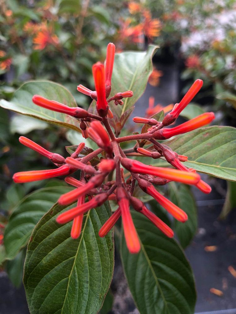 hamelia-nodosa-african-firebush-dwarf-firebush