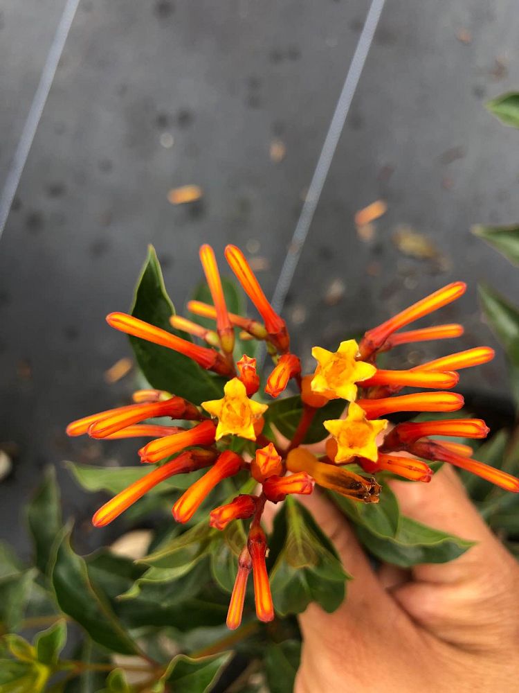 hamelia-nodosa-african-firebush-dwarf-firebush