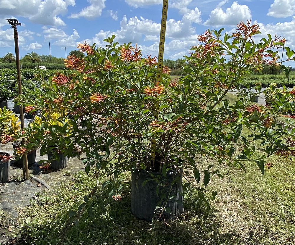 hamelia-nodosa-african-firebush-dwarf-firebush
