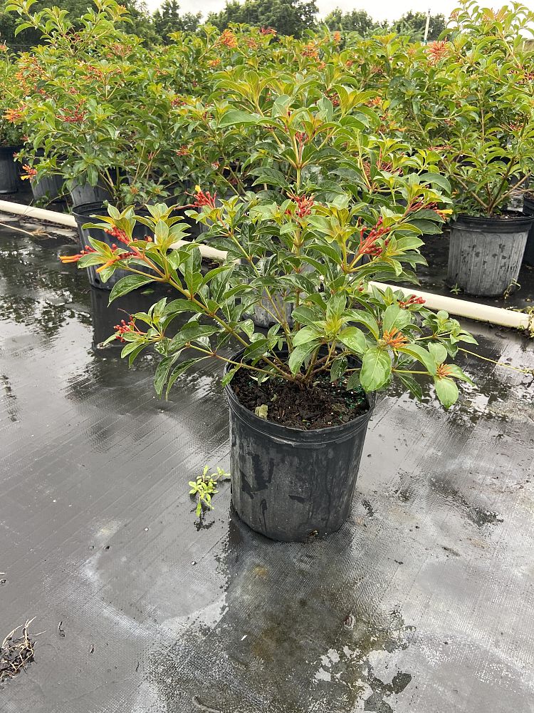 hamelia-nodosa-african-firebush-dwarf-firebush