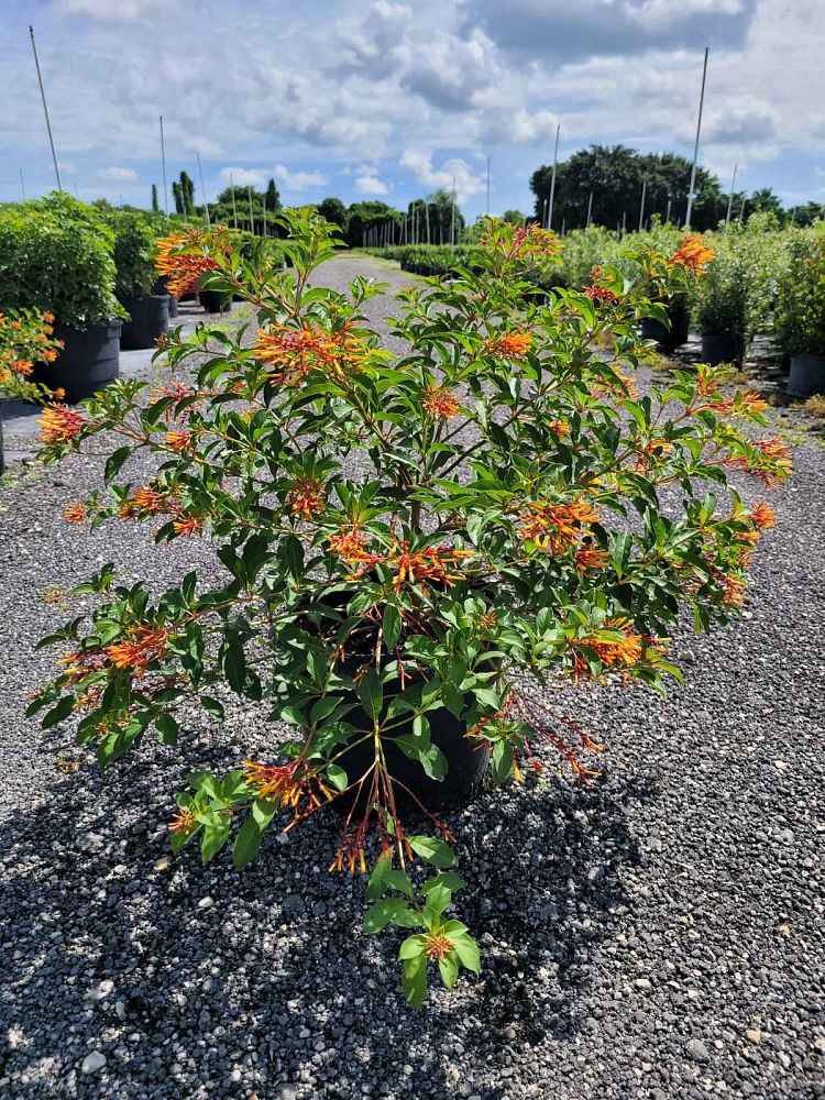 hamelia-nodosa-african-firebush-dwarf-firebush