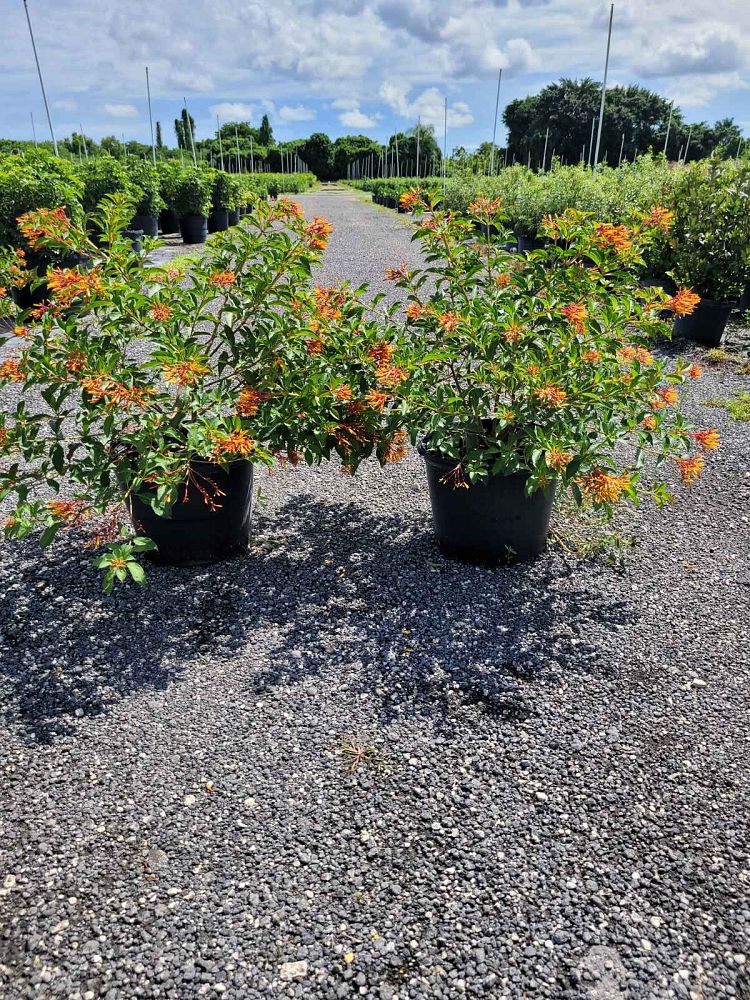 hamelia-nodosa-african-firebush-dwarf-firebush