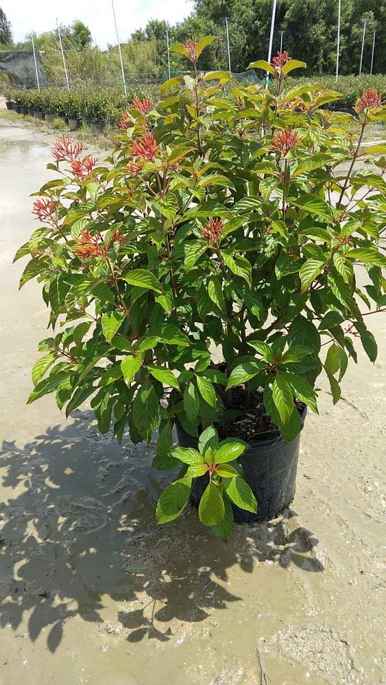 hamelia-nodosa-african-firebush-dwarf-firebush