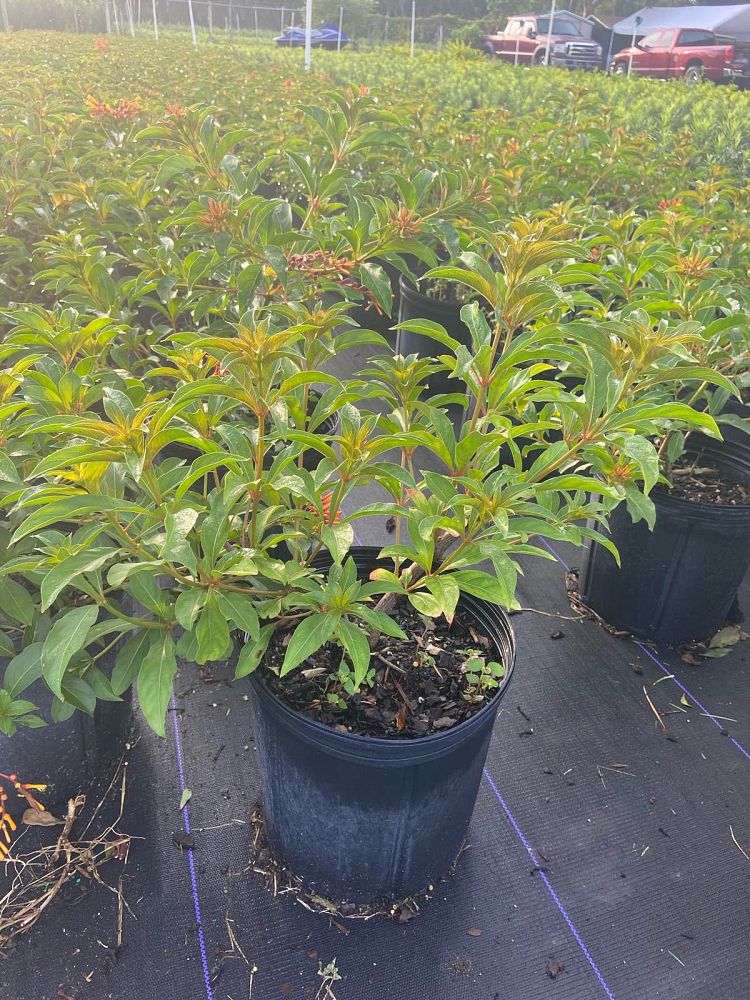 hamelia-nodosa-african-firebush-dwarf-firebush