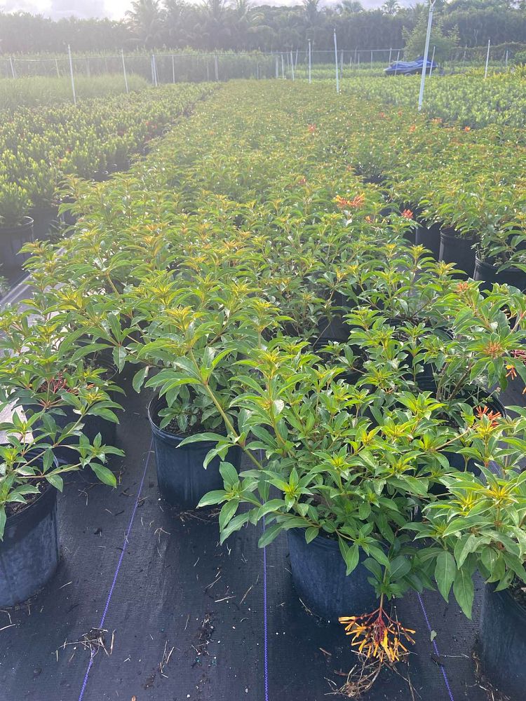 hamelia-nodosa-african-firebush-dwarf-firebush