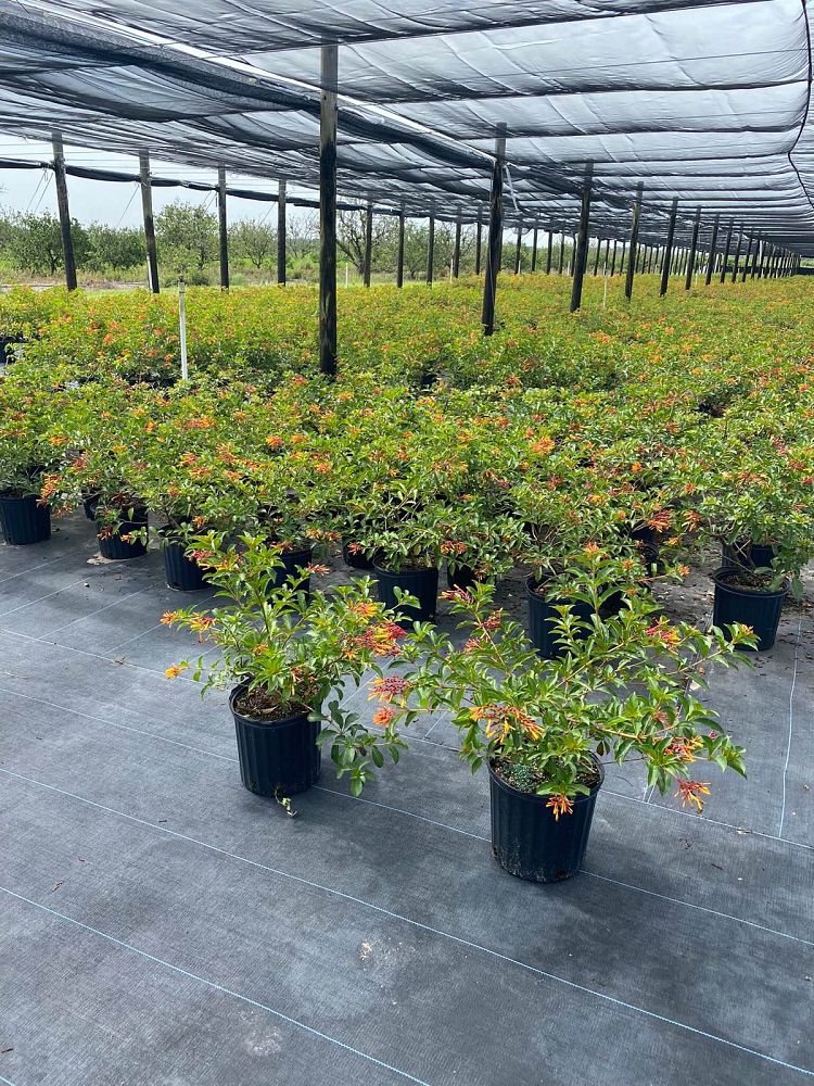 hamelia-nodosa-african-firebush-dwarf-firebush