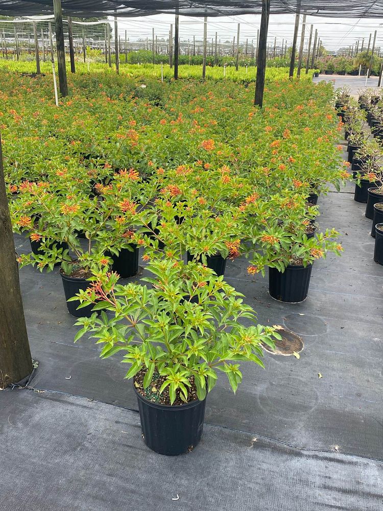 hamelia-nodosa-african-firebush-dwarf-firebush