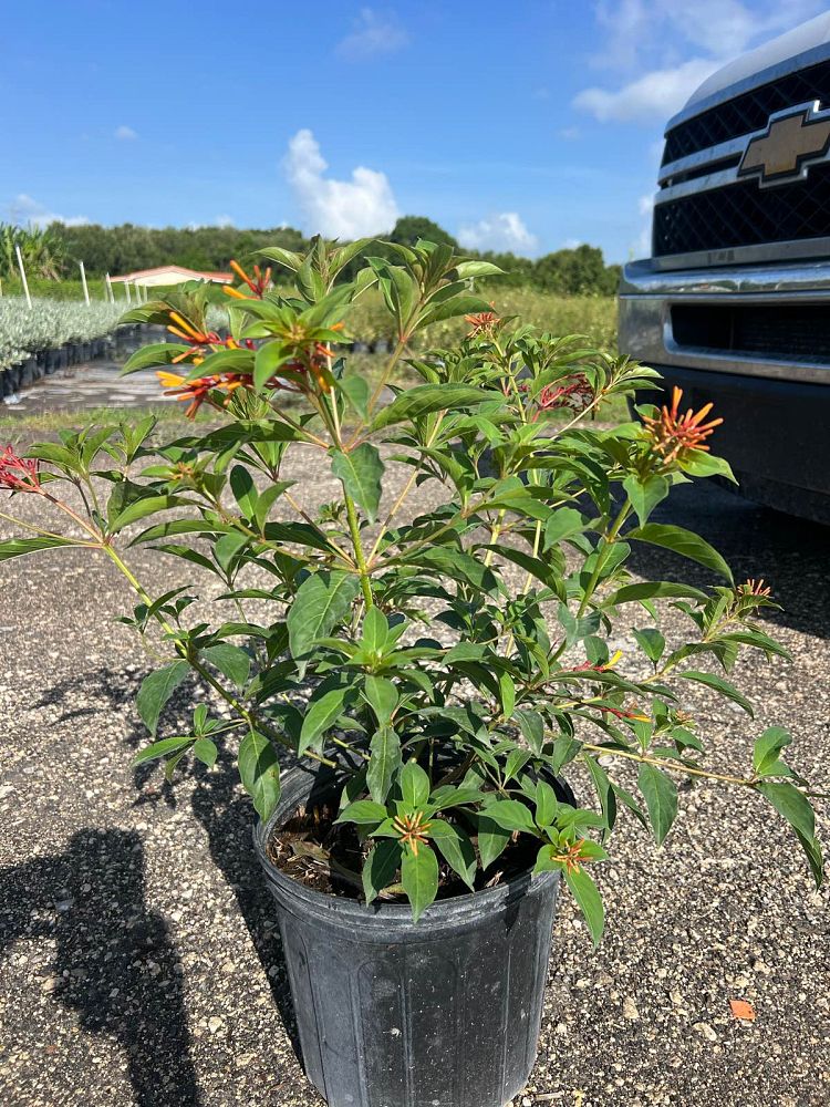 hamelia-nodosa-african-firebush-dwarf-firebush