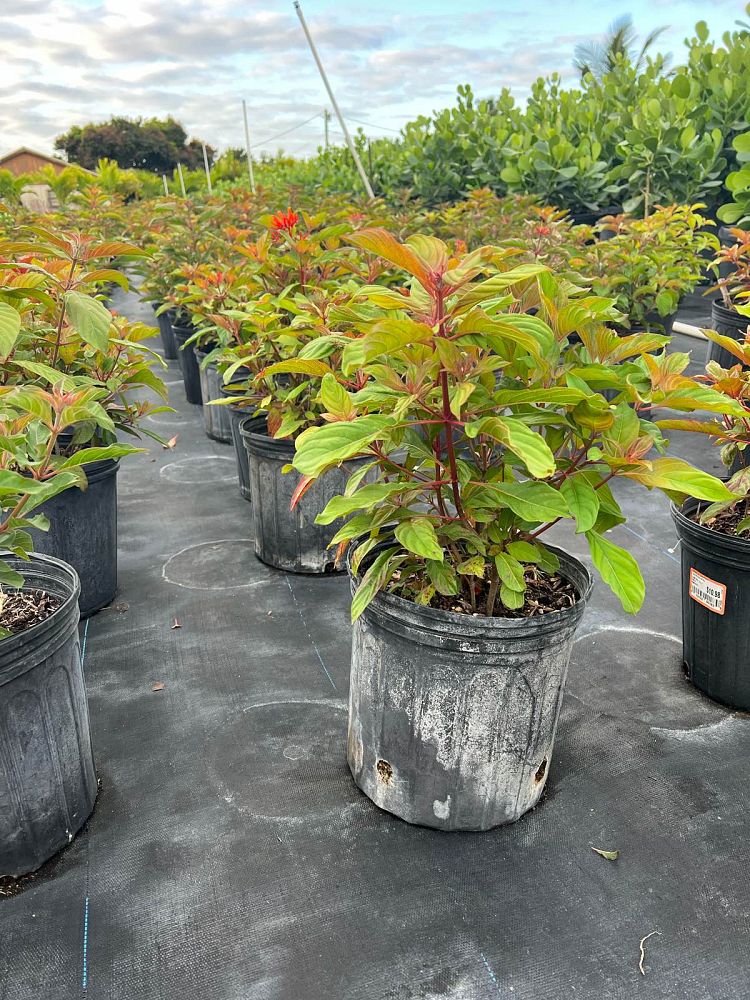 hamelia-nodosa-african-firebush-dwarf-firebush