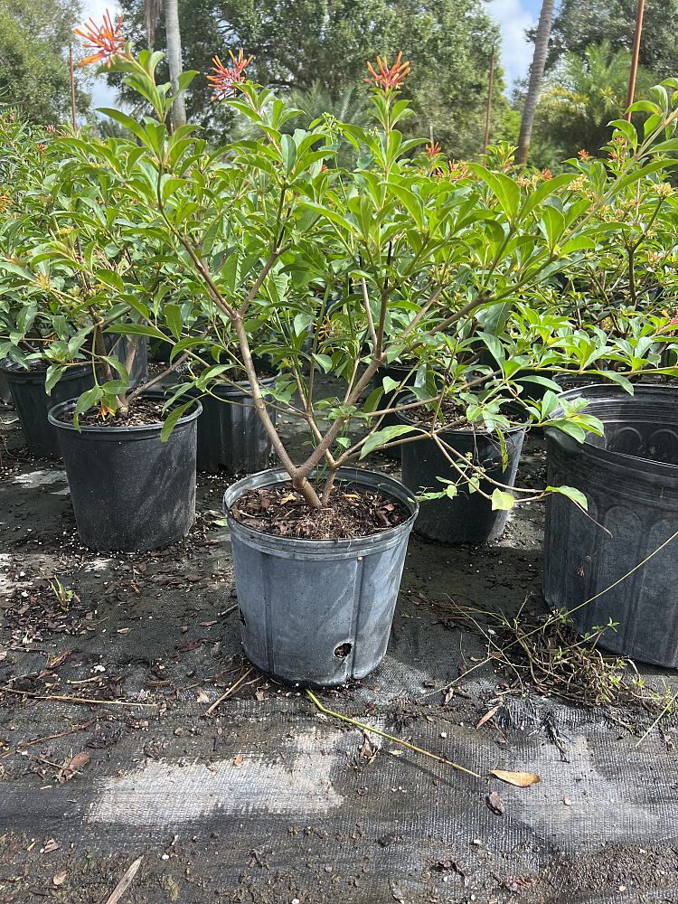 hamelia-nodosa-african-firebush-dwarf-firebush