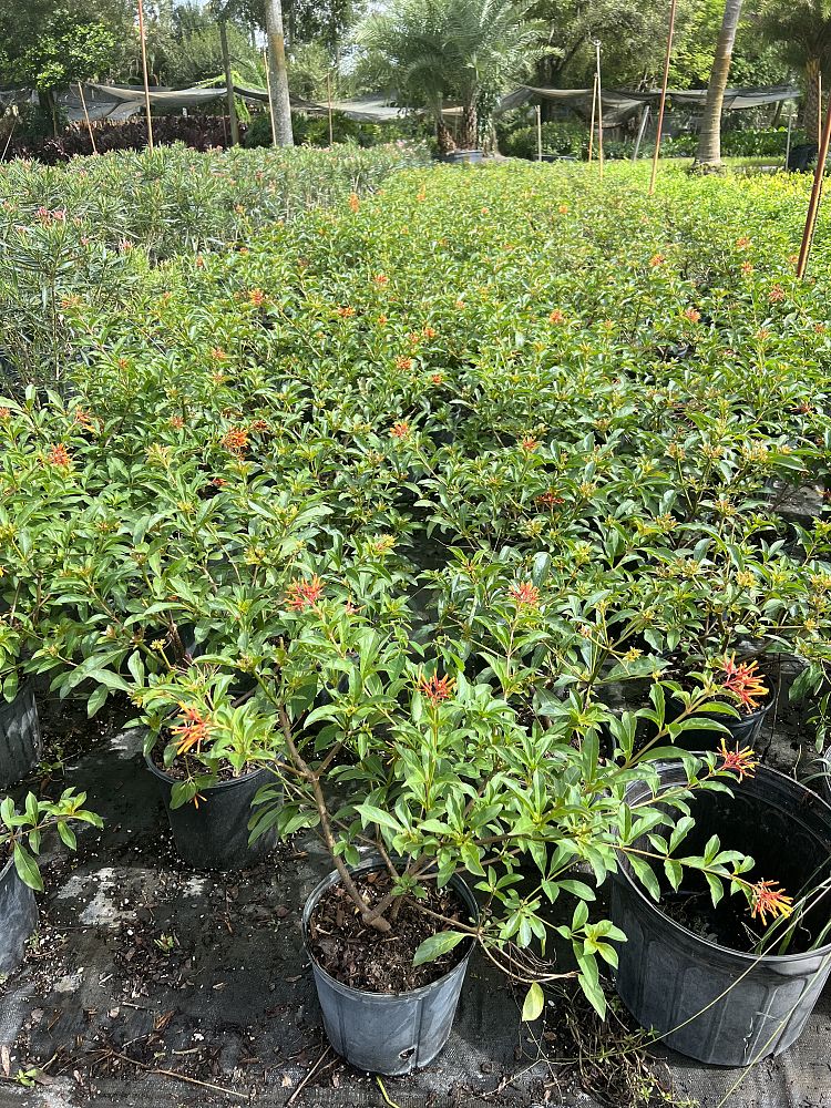hamelia-nodosa-african-firebush-dwarf-firebush