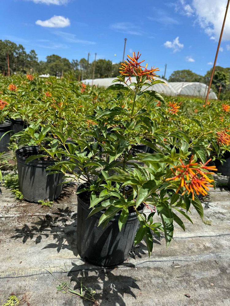 hamelia-nodosa-african-firebush-dwarf-firebush