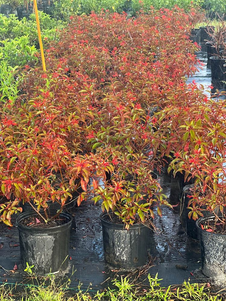 hamelia-nodosa-african-firebush-dwarf-firebush