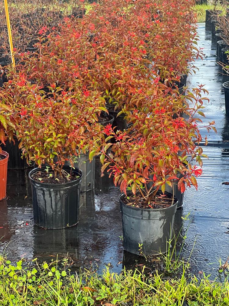 hamelia-nodosa-african-firebush-dwarf-firebush