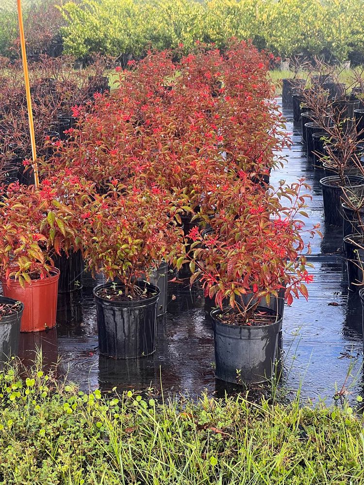 hamelia-nodosa-african-firebush-dwarf-firebush