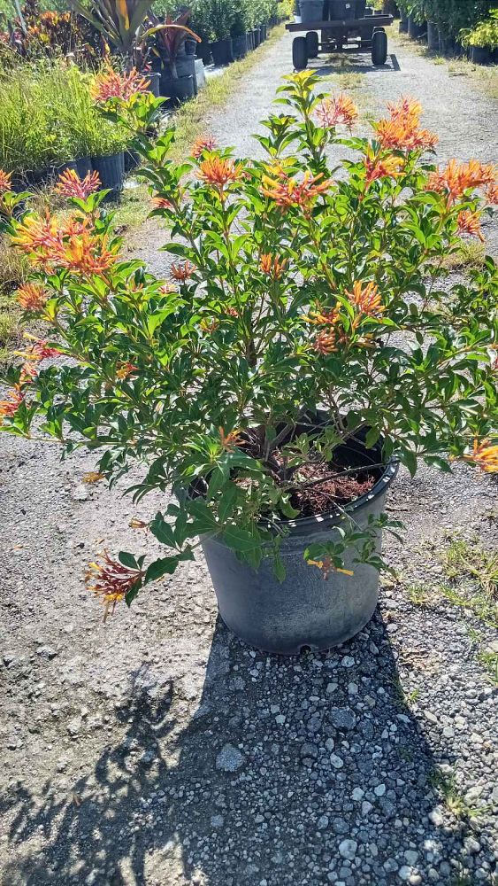 hamelia-nodosa-african-firebush-dwarf-firebush