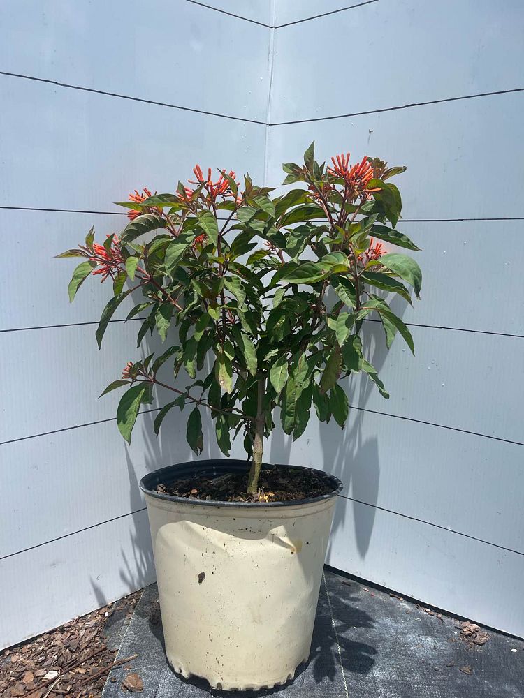 hamelia-nodosa-african-firebush-dwarf-firebush