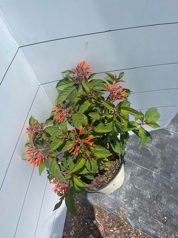 hamelia-nodosa-african-firebush-dwarf-firebush