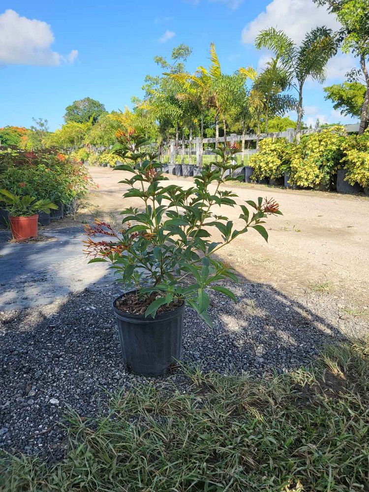 hamelia-nodosa-african-firebush-dwarf-firebush