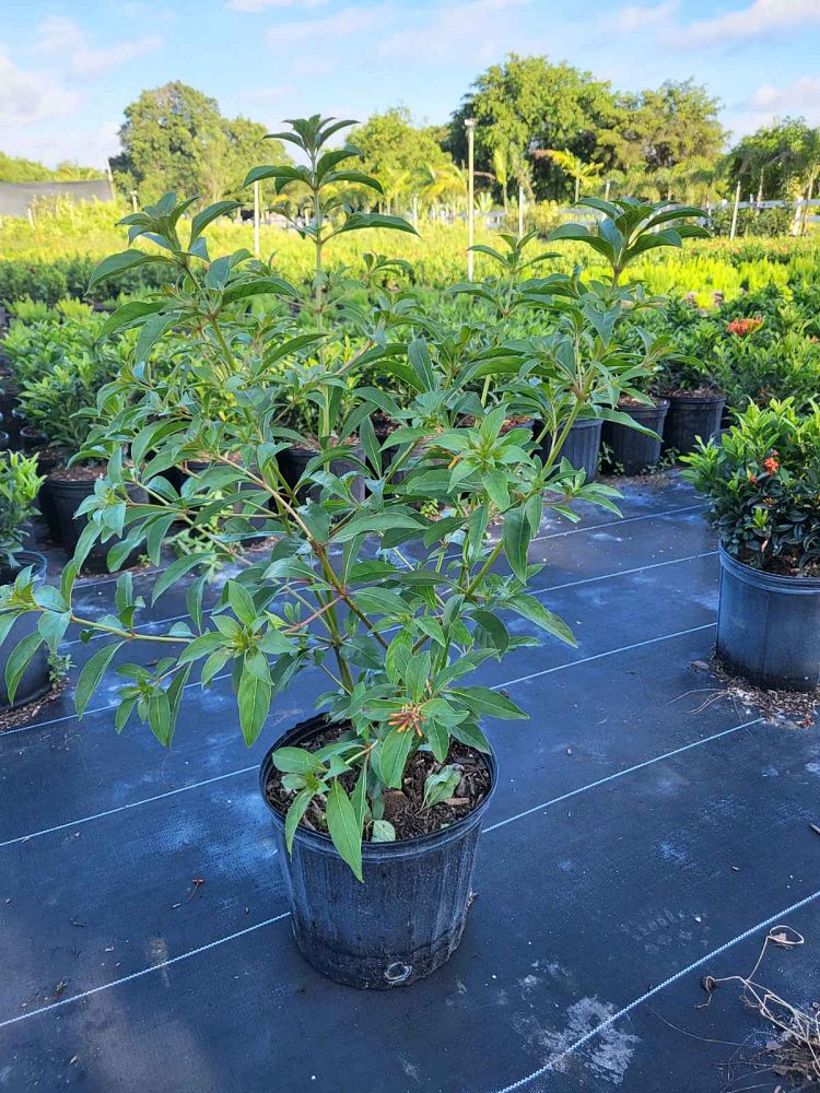 hamelia-nodosa-african-firebush-dwarf-firebush
