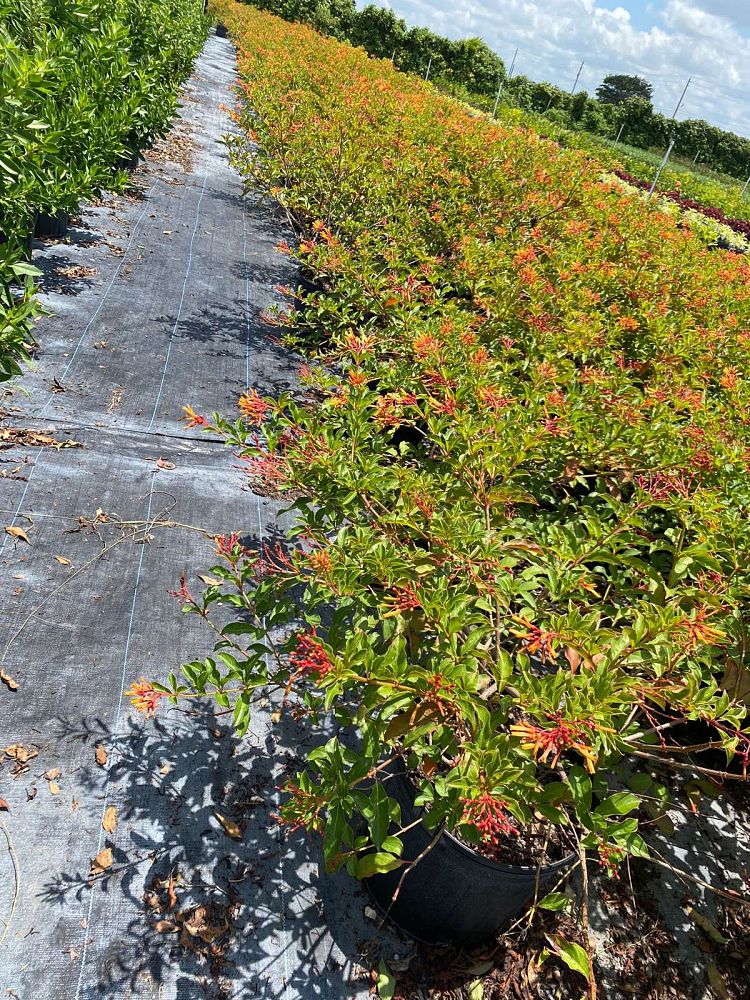 hamelia-nodosa-african-firebush-dwarf-firebush