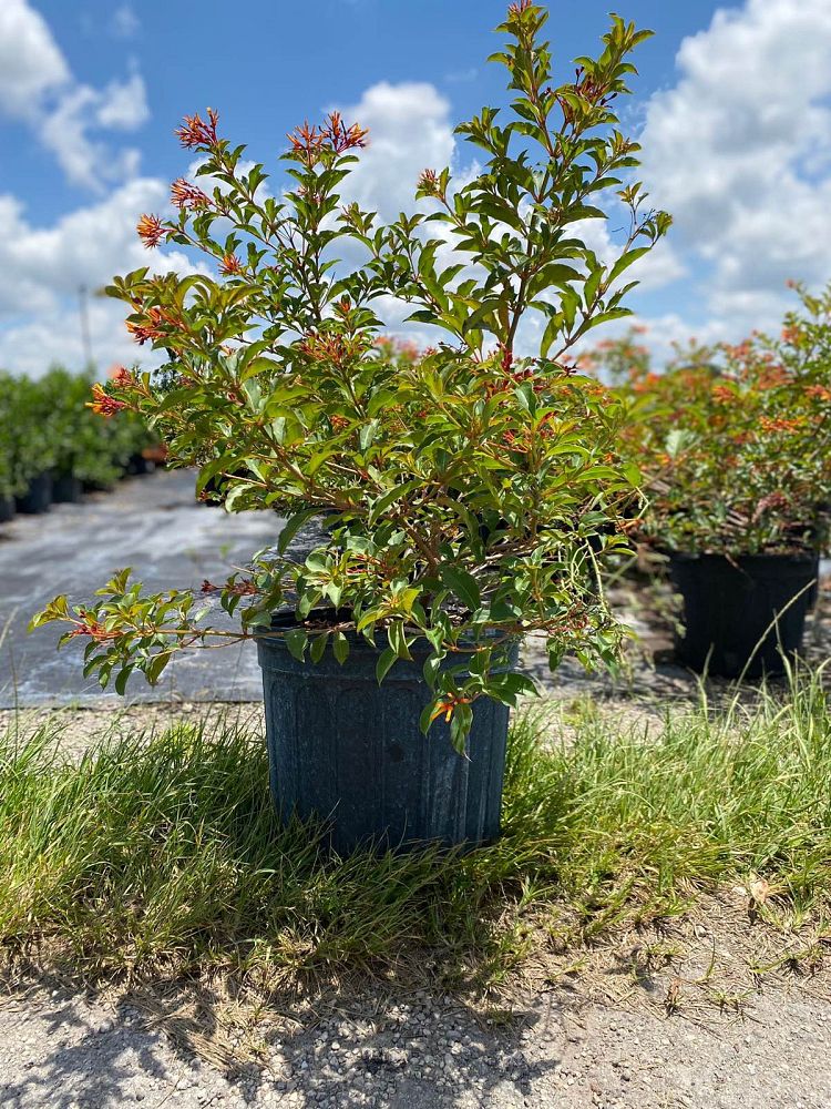 hamelia-nodosa-african-firebush-dwarf-firebush