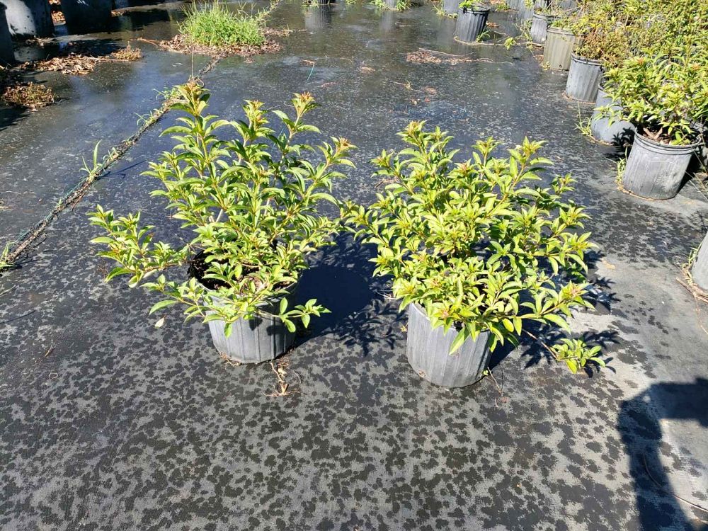 hamelia-nodosa-african-firebush-dwarf-firebush