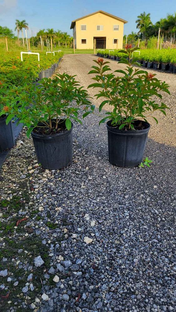 hamelia-nodosa-african-firebush-dwarf-firebush