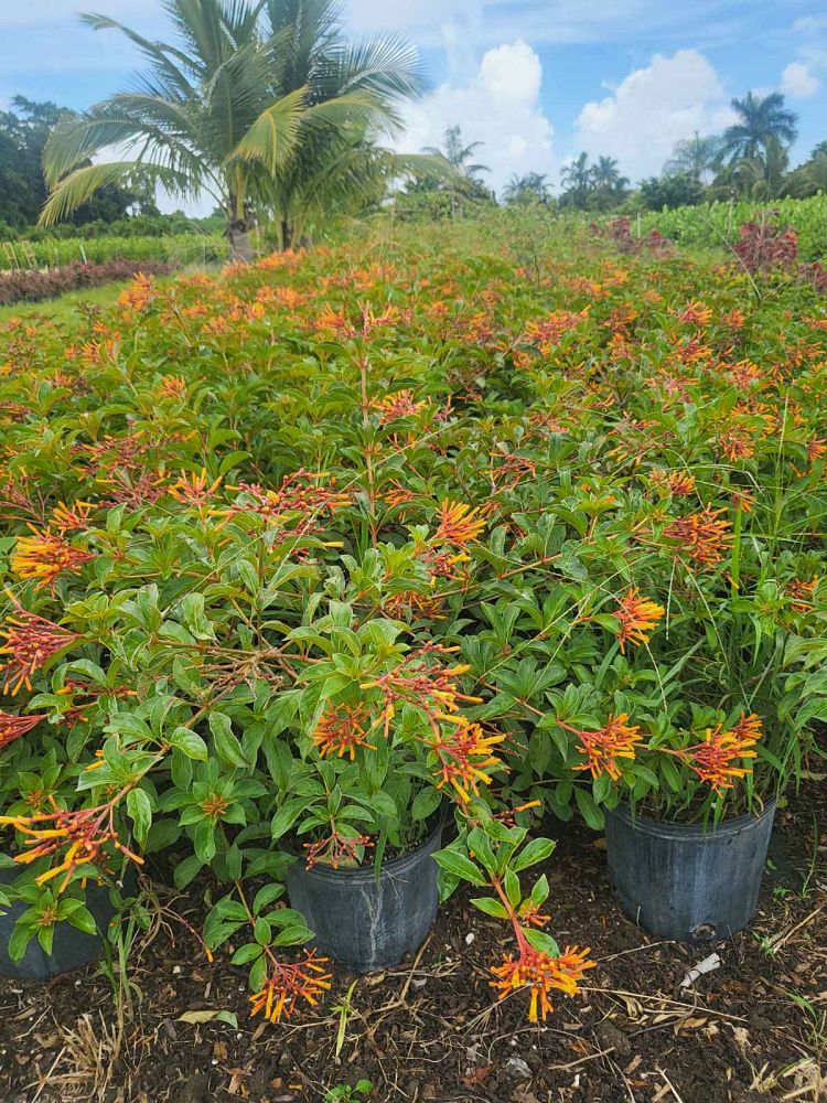 hamelia-nodosa-african-firebush-dwarf-firebush
