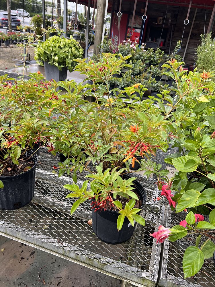 hamelia-nodosa-african-firebush-dwarf-firebush