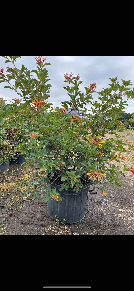 hamelia-nodosa-african-firebush-dwarf-firebush