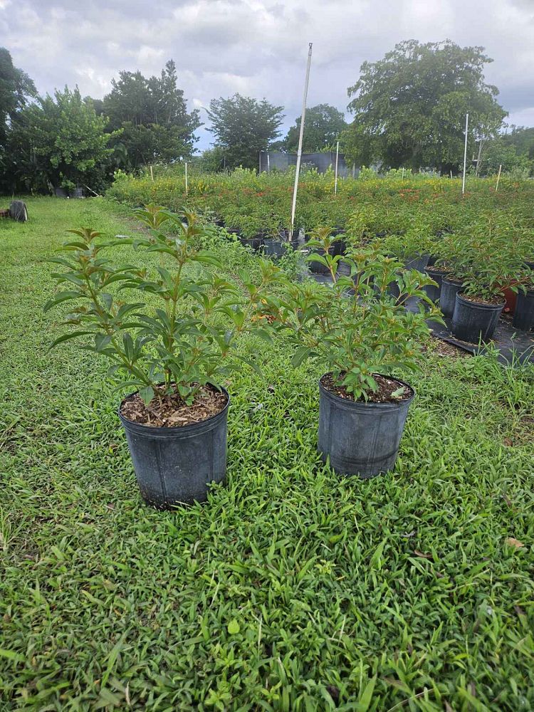 hamelia-nodosa-african-firebush-dwarf-firebush