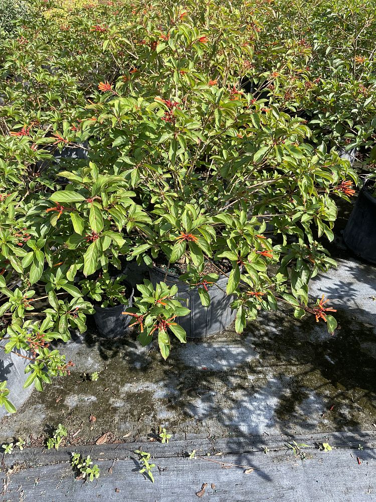 hamelia-nodosa-african-firebush-dwarf-firebush