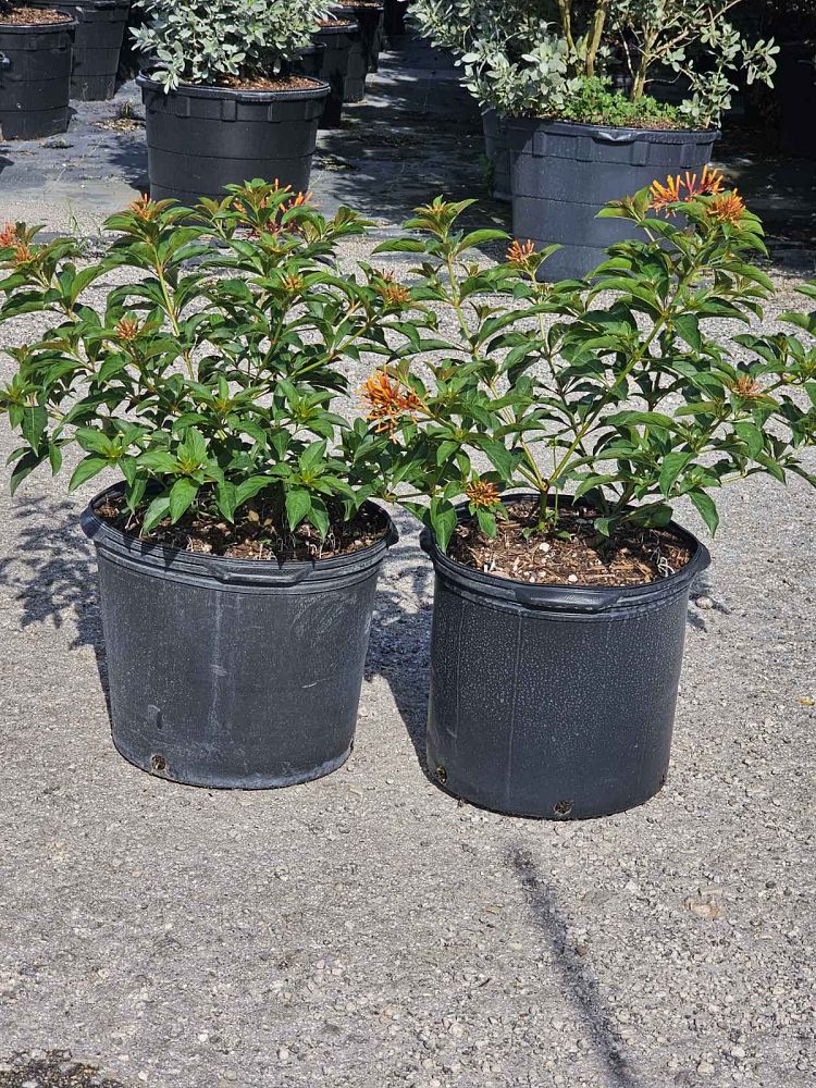 hamelia-nodosa-african-firebush-dwarf-firebush