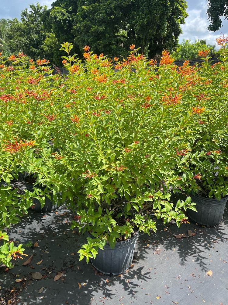 hamelia-nodosa-african-firebush-dwarf-firebush