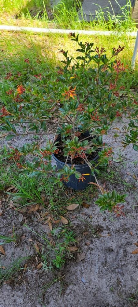 hamelia-nodosa-african-firebush-dwarf-firebush