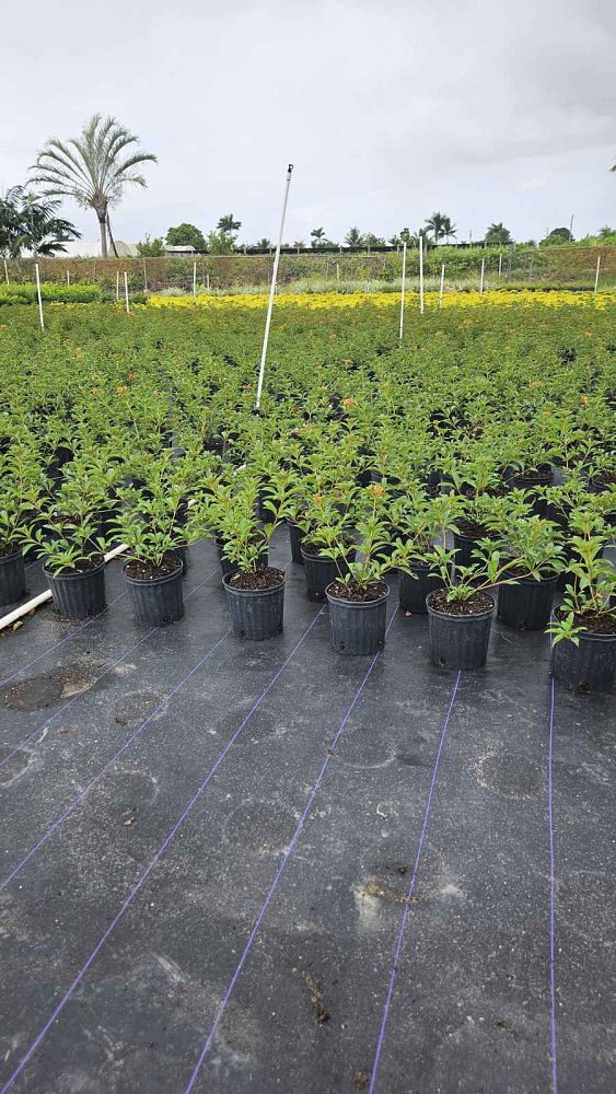 hamelia-nodosa-african-firebush-dwarf-firebush