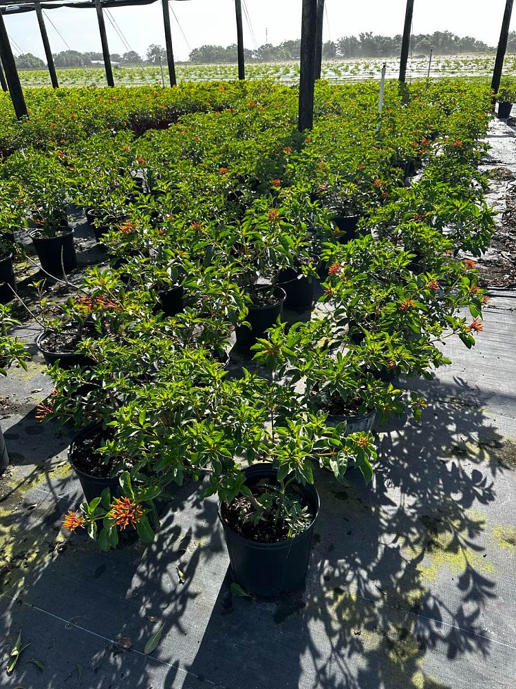 hamelia-nodosa-african-firebush-dwarf-firebush
