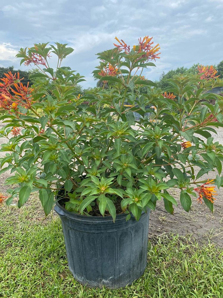 hamelia-nodosa-african-firebush-dwarf-firebush