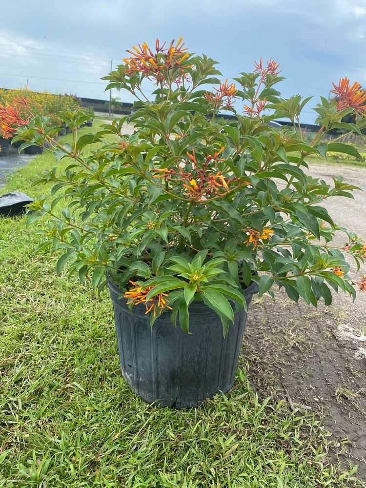 hamelia-nodosa-african-firebush-dwarf-firebush